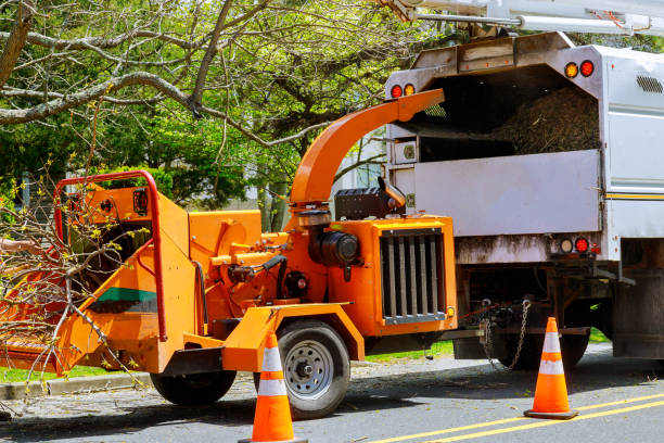 Tree Care Services